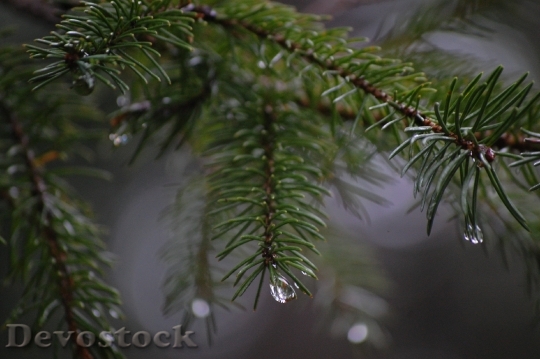 Devostock Spinet Needle Conifer Rain