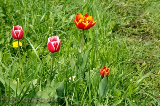 Devostock Spring Meadow Tulips Spring