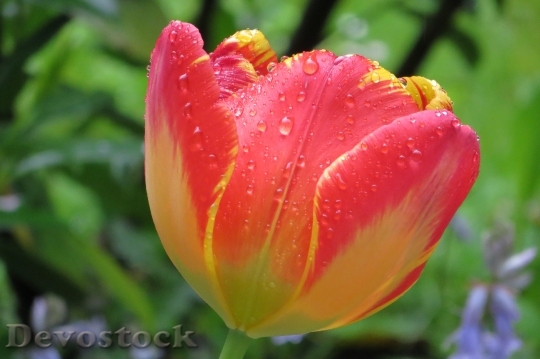 Devostock Spring Tulip Garden 1272258
