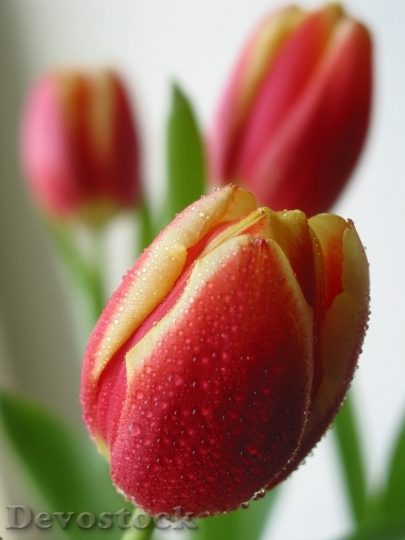 Devostock Spring Tulips Floral Colorful