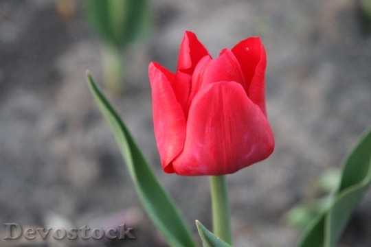 Devostock Spring Tulips Flowers Nature