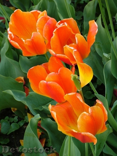 Devostock Spring Tulips Orange Green