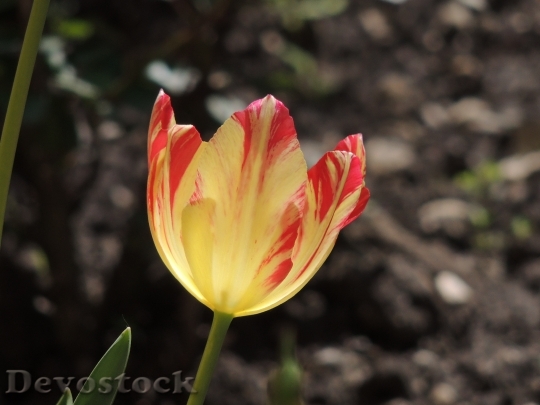Devostock Spring Tulips Petals 1401162
