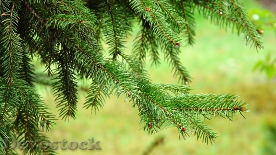 Devostock Spruce Needle Needles Tree