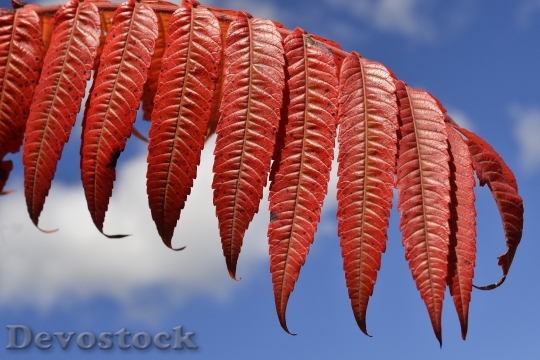 Devostock Staghorn Sumac Leaves Autumn