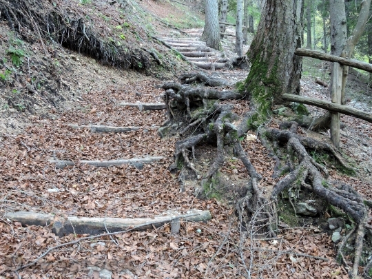 Devostock Staircase Forest Roots Wood
