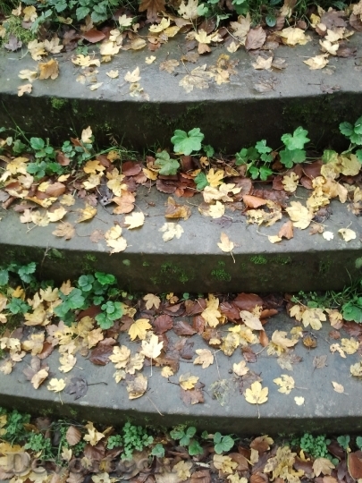 Devostock Stairs Gradually Autumn Away