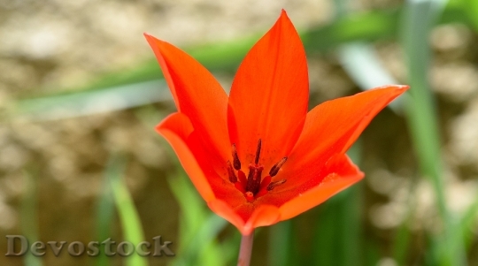 Devostock Star Tulip Flower Blossom 3