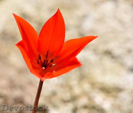 Devostock Star Tulip Red Flower
