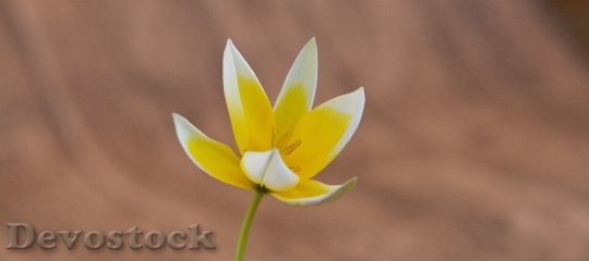 Devostock Star Tulip Small Star 4