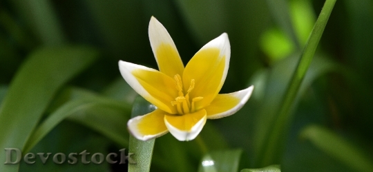 Devostock Star Tulip Small Star 6