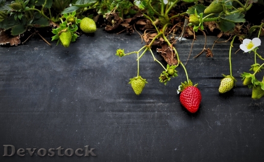 Devostock Strawberries Fruit Growth Organic