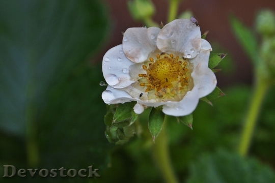 Devostock Strawberry Flower Petals Water