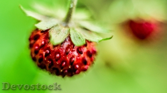 Devostock Strawberry Macro Fruit Sweet