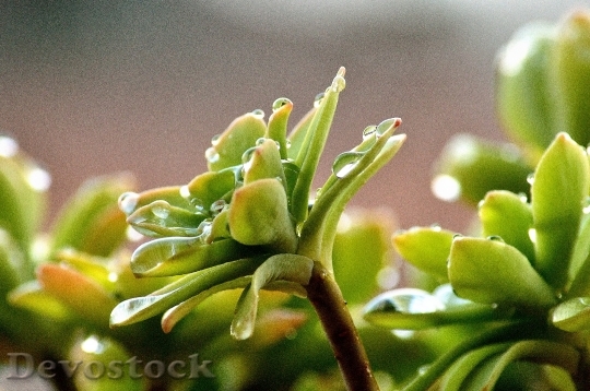 Devostock Succulent Plant Rain Water