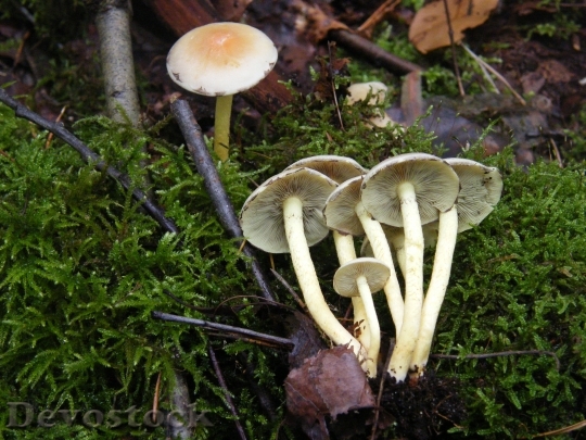Devostock Sulphur Heads Mushrooms Forest 0