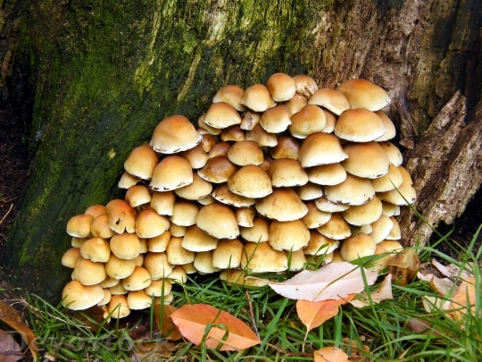 Devostock Sulphur Heads Mushrooms Forest 1
