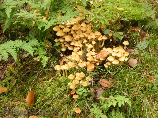 Devostock Sulphur Heads Mushrooms Forest