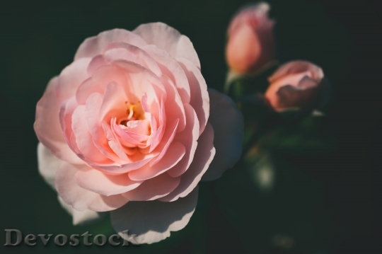 Devostock Summer Flower Color 10205