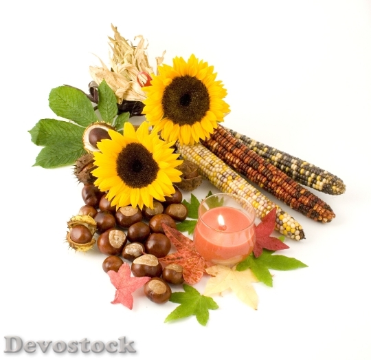Devostock Sunflower Indian Corn Candle
