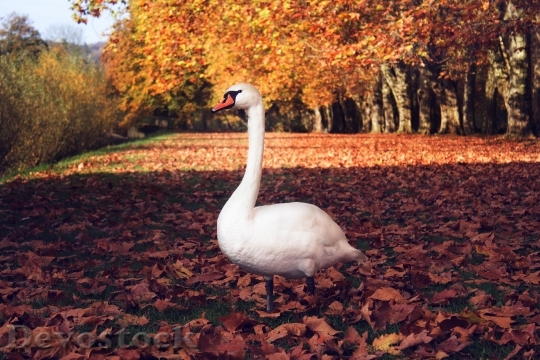 Devostock Swan Autumn Case Bird