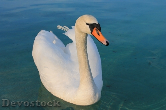 Devostock Swan Beautiful Bird Graceful