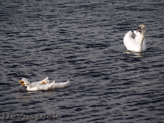 Devostock Swan Bird Lake Wing 0