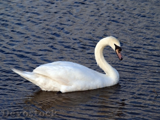 Devostock Swan Bird Lake Wing 1