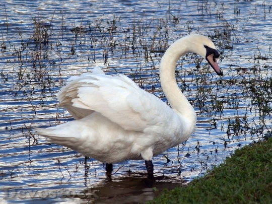 Devostock Swan Bird Lake Wing 2