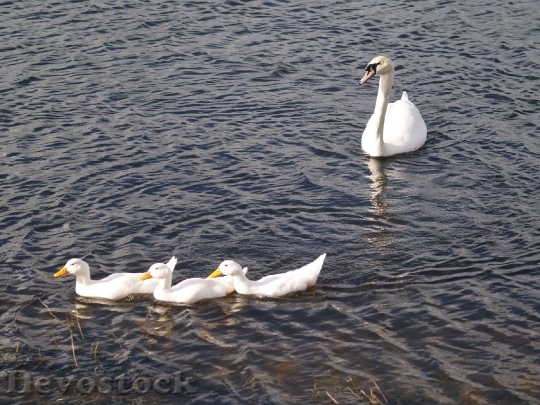 Devostock Swan Bird Lake Wing