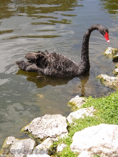 Devostock Swan Bird Pond Wing
