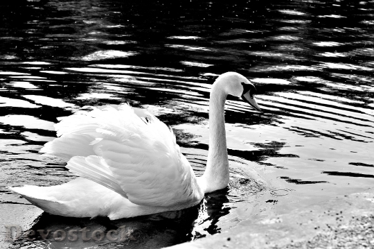 Devostock Swan Grace Wild White