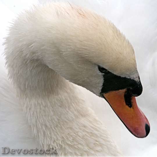 Devostock Swan Mute White Bird