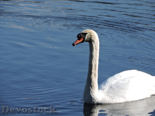 Devostock Swan Nature Bird Water 0