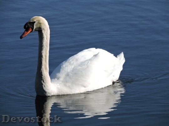 Devostock Swan Nature Lake Water