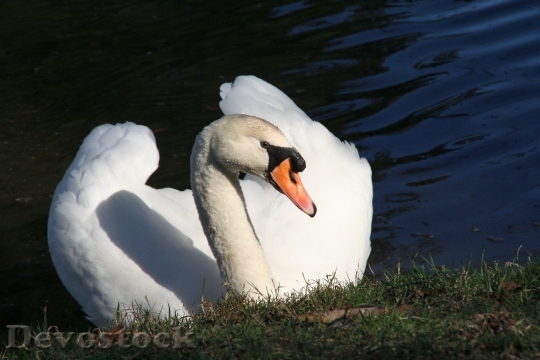 Devostock Swan Romance Lake Bird 0