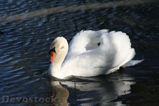 Devostock Swan Romance Lake Bird