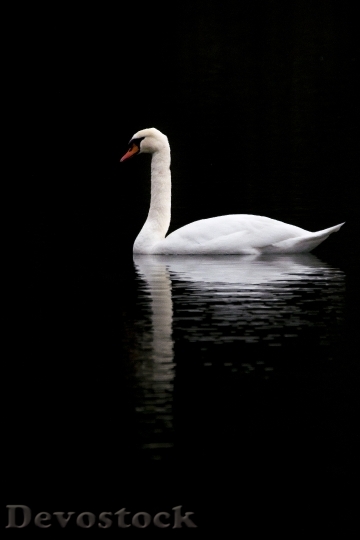 Devostock Swan Sadness Melancholy Calm
