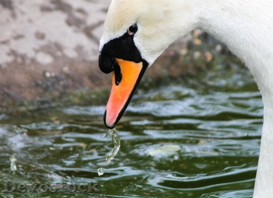 Devostock Swan Swan White Swan