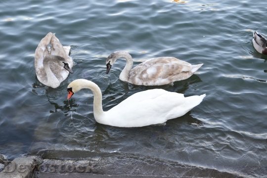 Devostock Swan Water Bird Swan 0