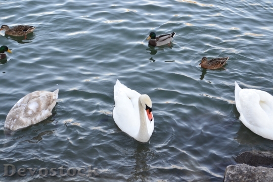 Devostock Swan Water Bird Swan