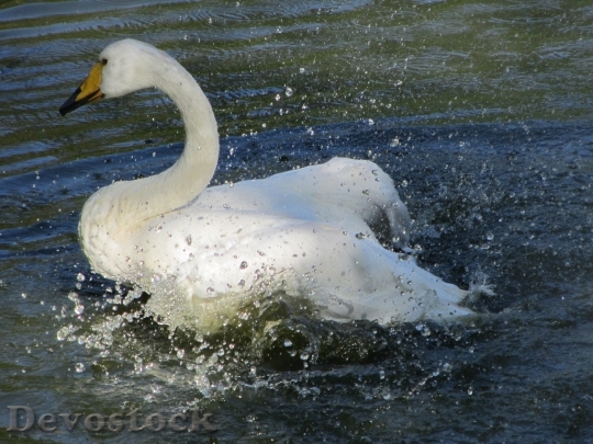 Devostock Swan Water Lake Bird 1