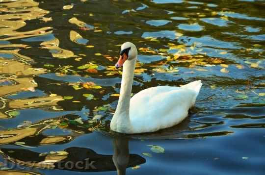 Devostock Swan Water Lake Water