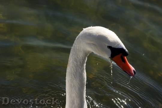 Devostock Swan Water Snout Neck