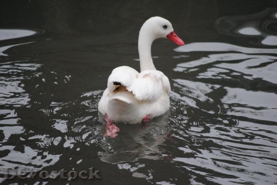 Devostock Swan White Romance Nature