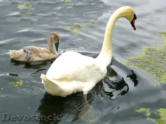 Devostock Swan Wild Bird Nature 0