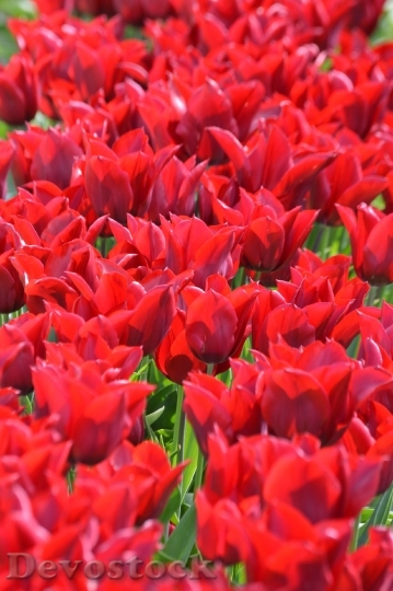 Devostock Tags Red Tulips Northwest