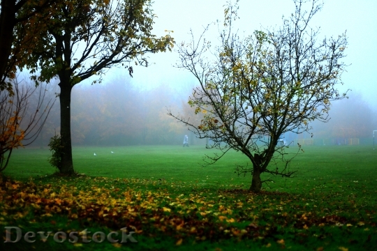 Devostock The Fog Autumn Tree 0