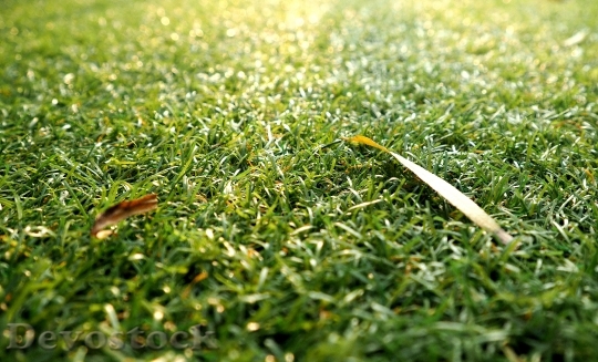 Devostock The Lawn Surface Grass