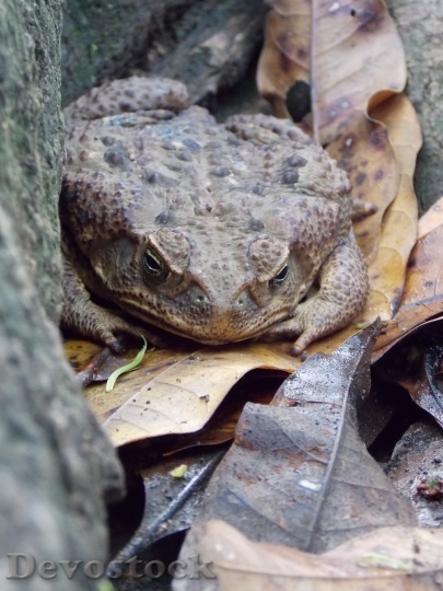 Devostock Toad Soil Nature Moisture